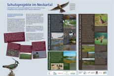 Infotafel über "Schutzprojekte im Neckartal"